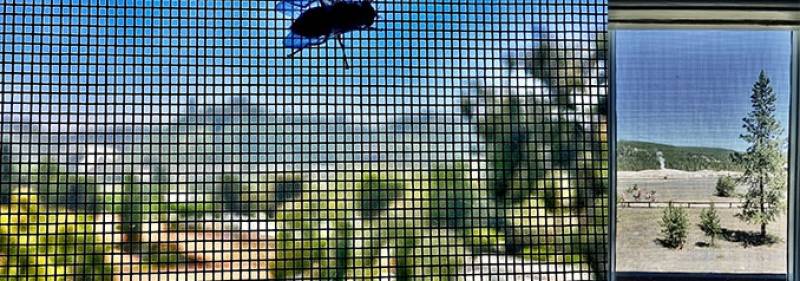 Flyscreen Window